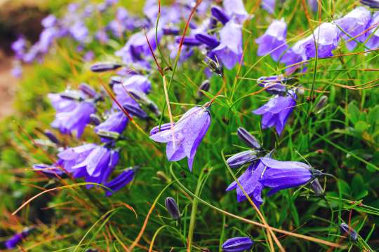 Campanula Carpatica Weisse Clips Karpatenklokje Hovenier Nl