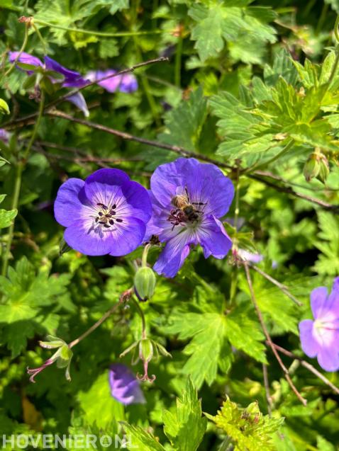 Geranium Rozanne met bijtje