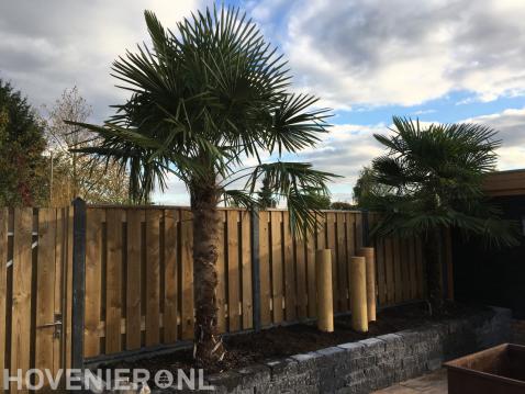 Plantenbak van stapelblokken met palmbomen voor hout beton schutting 2