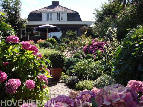 Groene tuin met buxusbollen en roze hortensia's