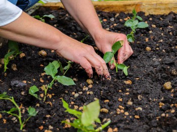 Planten stekken