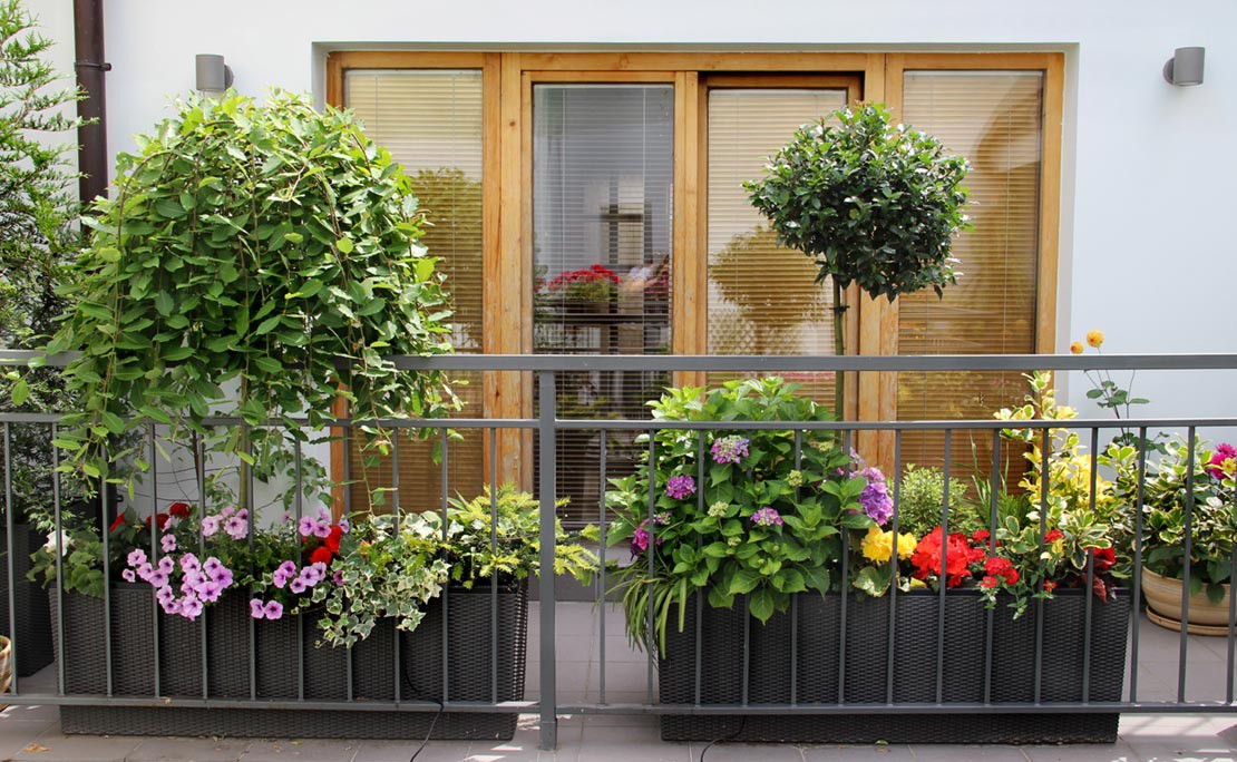 Balkonplanten