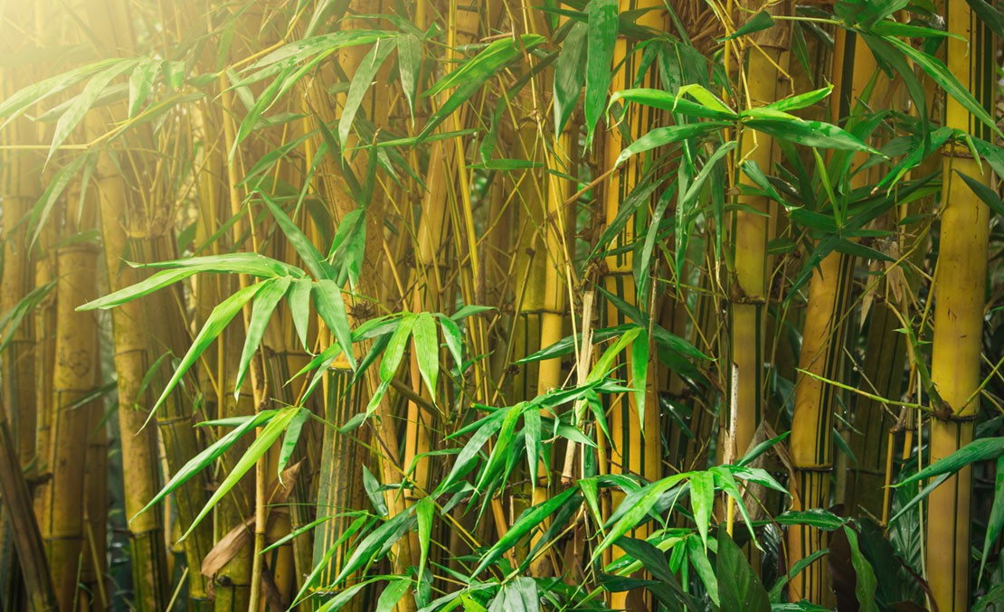 Vriendin Onenigheid haak Bamboe Verwijderen | Woekerende Bamboe Bestrijden | Hovenier.nl