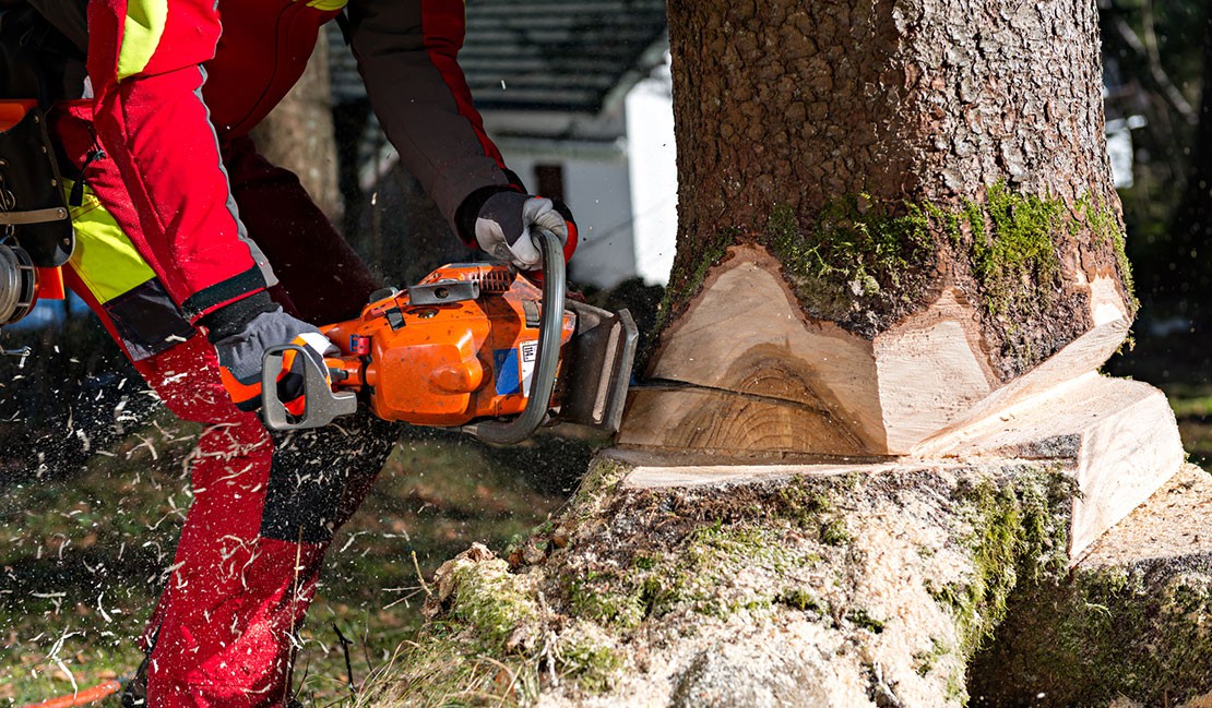 Boom kappen met kettingzaag