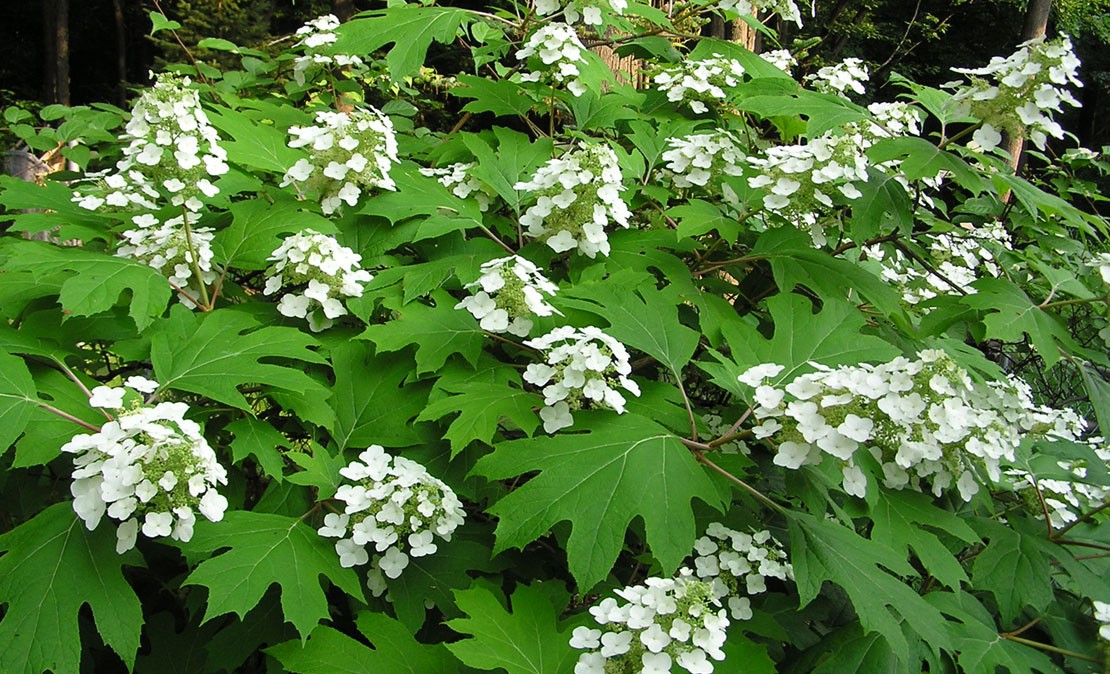 Eikenbladhortensia