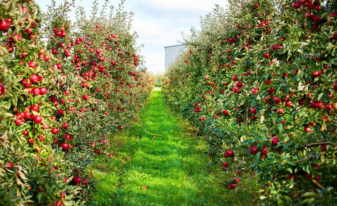 Fruitbomen Snoeien: Wanneer En Hoe? | Hovenier.nl