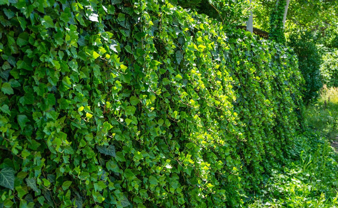 Groenblijvende Klimplant | Klimplanten | Hovenier.nl