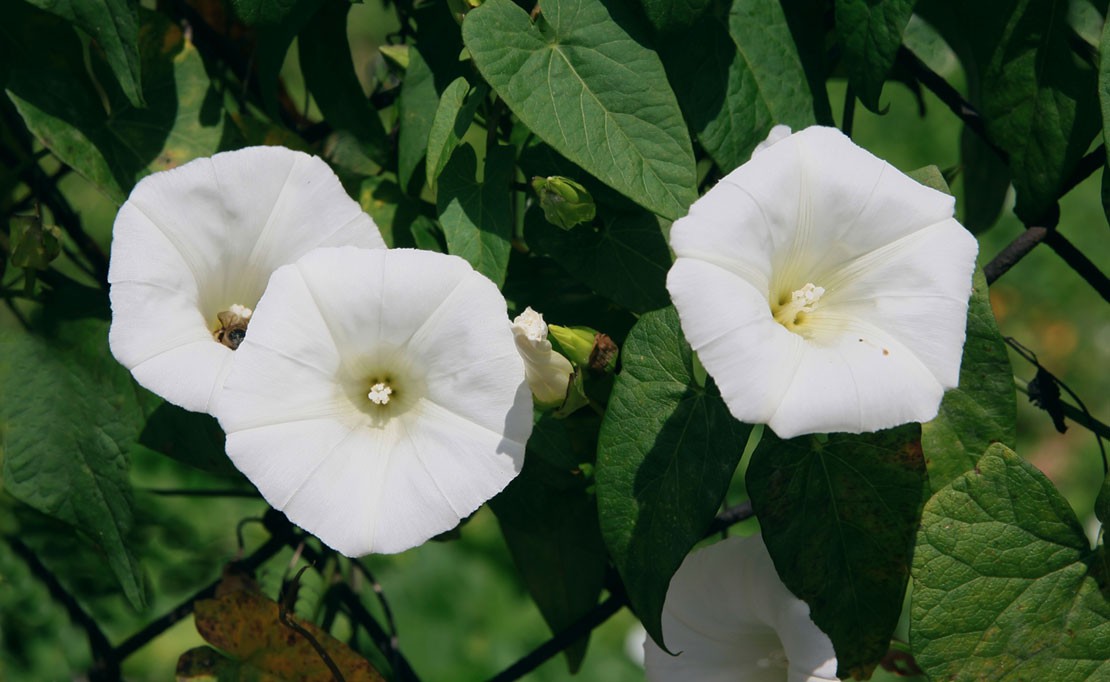 Haagwinde bestrijden en verwijderen
