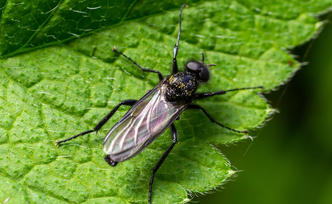 Rouwvliegjes bestrijden
