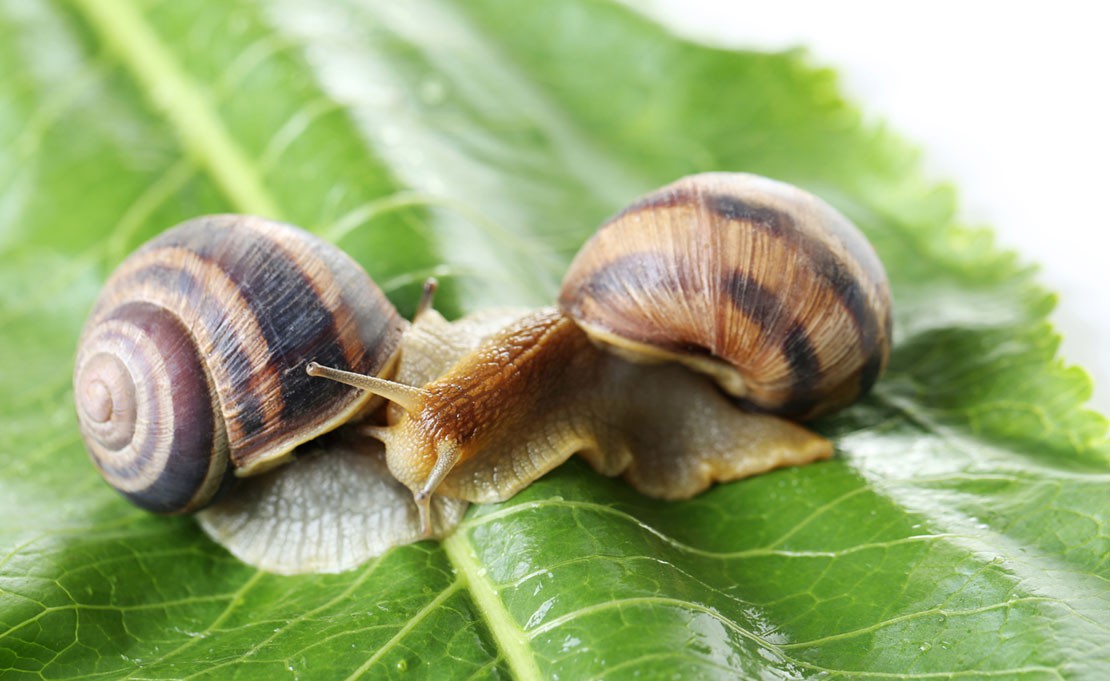 Slakken bestrijden