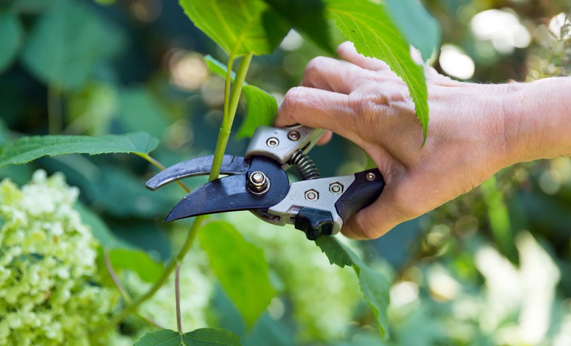 Snoeikalender - Wanneer snoeien?