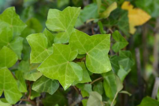 Hedera Hibernica Ierse Klimop Hovenier Nl