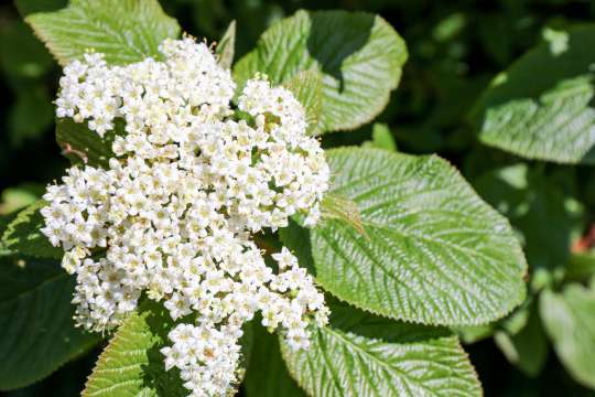 Viburnum Lantana Aureum Wollige Sneeuwbal Hovenier Nl